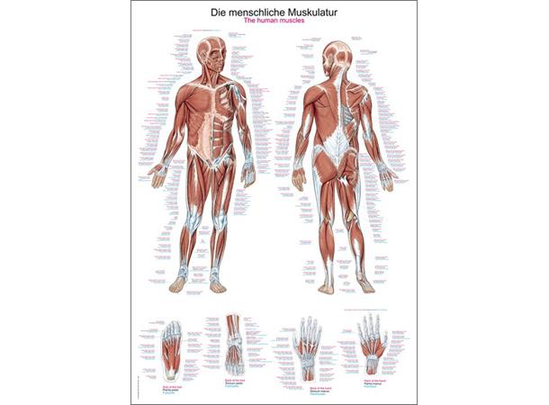 Plakat Human musculature 50 x 70 cm Papir  AL 500